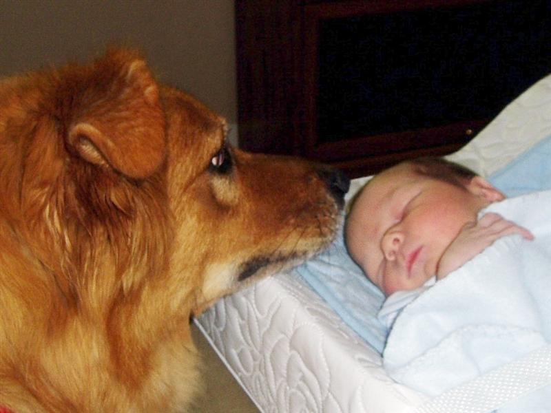 Is this a snack or playmate?